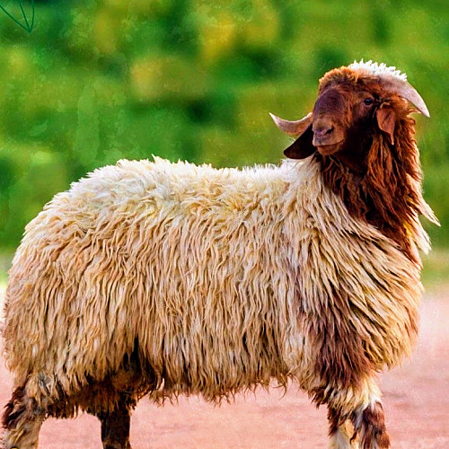 Baladi Sheep
