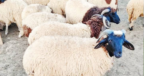 Barki Sheep
